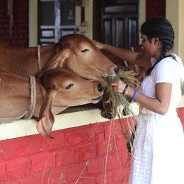 Jivadaya - Allgemeine Spende an die Tierpflege