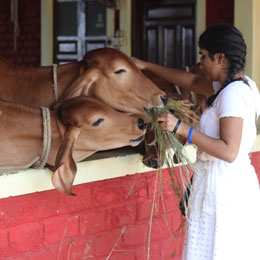 जीवदया - पशु देखभाल के लिए सामान्य दान