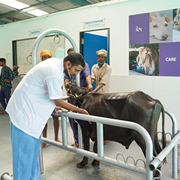 Tratamiento médico para animales y aves.