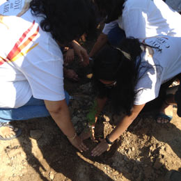 Plantando uma árvore