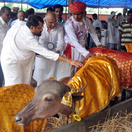 किसानों के लिए नर मवेशियों की एक जोड़ी का पुनर्वास