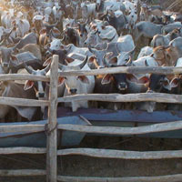 Abhaydan - Salvando um animal de um matadouro