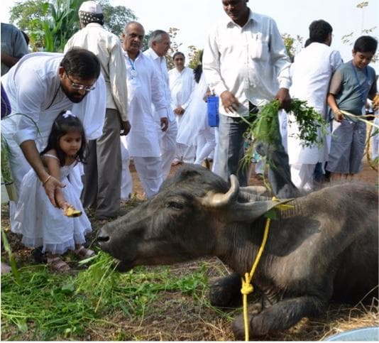 Animal Care