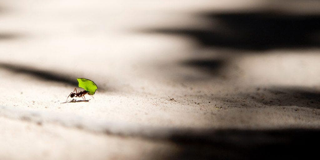 Mindset of An Ant