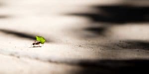 Mindset of An Ant