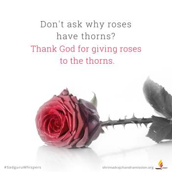 Don't ask why roses have thorns? Thank God for giving roses to the thorns.
