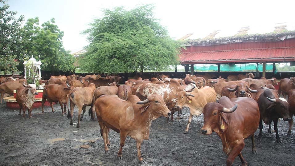 Shrimad Rajchandra Jivamaitridham